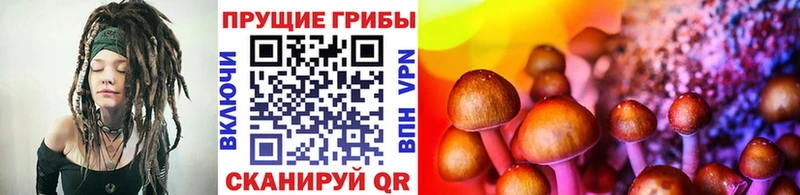маркетплейс формула  Сосновый Бор  Псилоцибиновые грибы Cubensis 